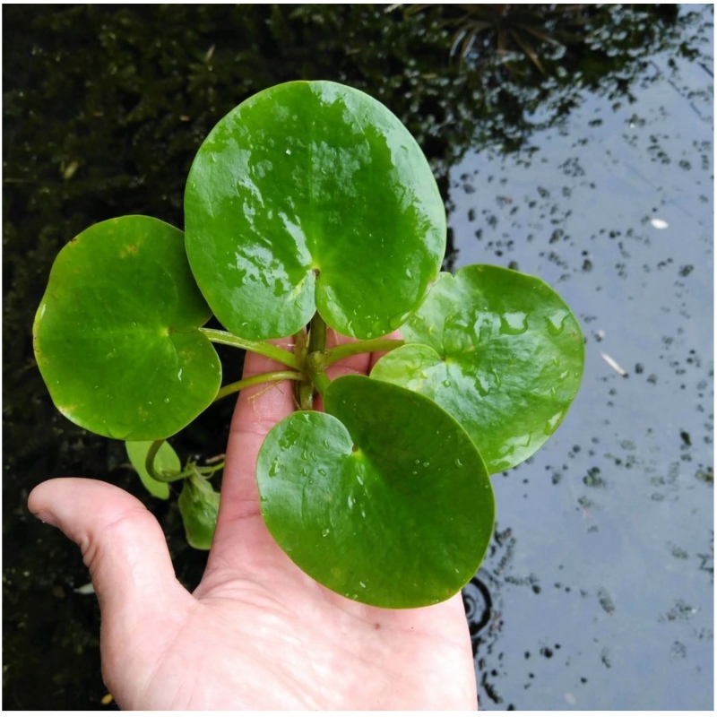 Eco Plant - Limnobium laevigatum - in vitro plant small cup